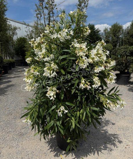 Buy a Oleander - Nerium oleander