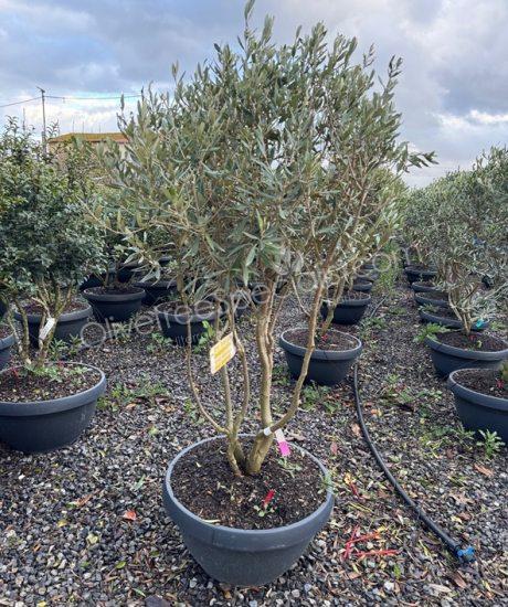 Olive tree multi trunk Olea europaea