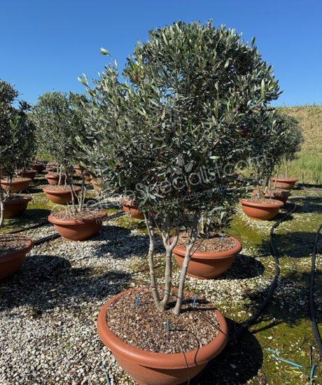 Tuscan Olive Tree Olea europaea