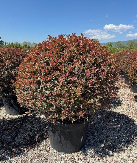 Photinia fraseri 'Robusta Compacta' - Photinia