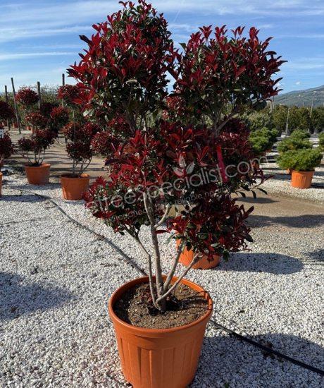 Photinia fraseri 'Robusta Compacta' - Photinia