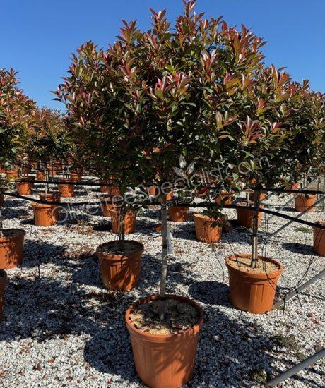 half stem Photinia fraseri 'Robusta Compacta' - Photinia