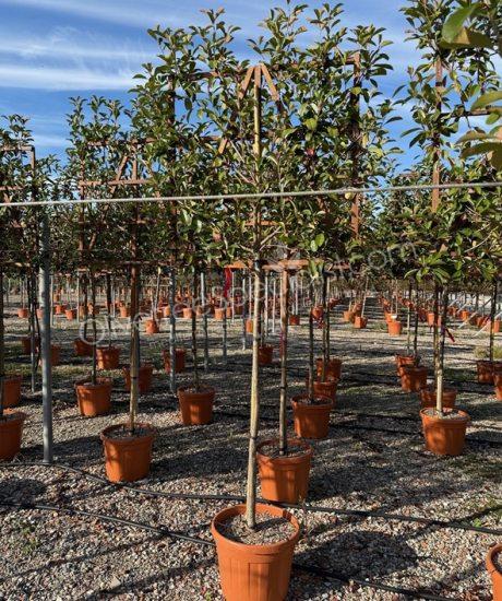 Pleached Photinia fraseri 'Red Robin' - Photinia