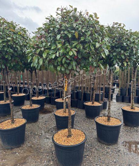 Half stem Photinia fraseri 'Red Robin'