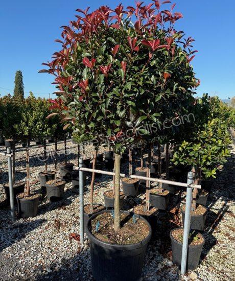Half stem Photinia fraseri 'Red Robin'