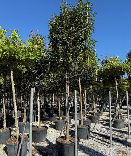 Pleached Photinia fraseri 'Red Robin' - Photinia