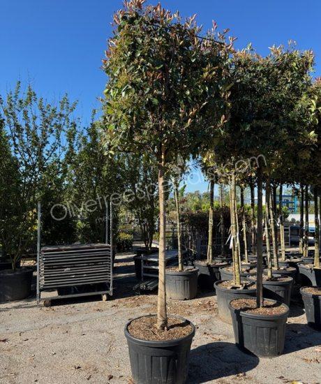 Photinia fraseri 'Red Robin' - Photinia 