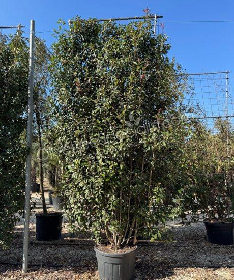 Espalier Photinia fraseri 'Red Robin' - Photinia