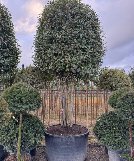 Multi stemmed Photinia fraseri 'Red Robin' - Red tip photinia
