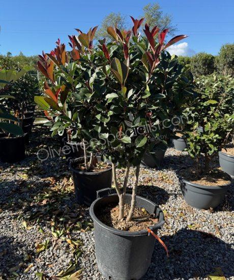 Multi stemmed Photinia fraseri 'Red Robin' - Red tip photinia
