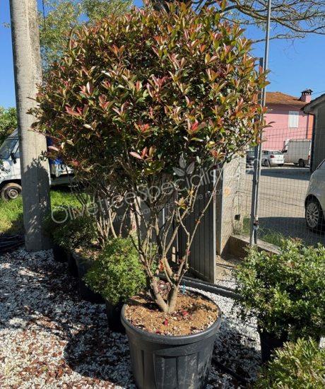 Multi stemmed Photinia fraseri 'Robusta Compacta' - Photinia