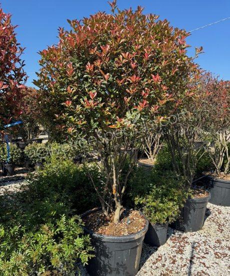 Multi stemmed Photinia fraseri 'Robusta Compacta' - Photinia