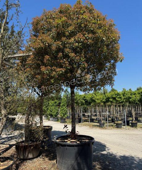 High stem Photinia fraseri 'Red Robin' - Photinia