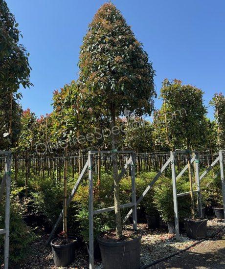 Photinia fraseri 'Red Robin' - Photinia pyramid crown