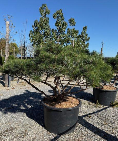 Pinus nigra 'Bambino' - Ball shape pine