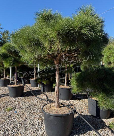 Pinus brepo 'Pierrick Bregeon' - Half stem Ball shape pine