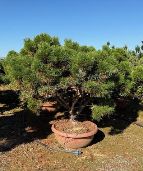 Pinus brepo - Multi-stemmed Ball shape pine