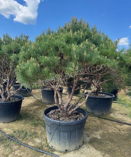 Pinus brepo - Ball shape pine