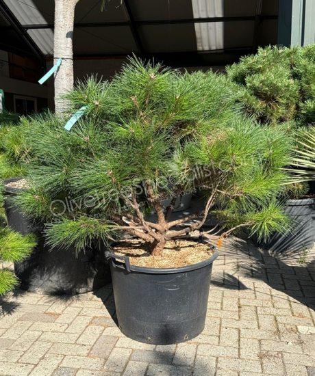 Pinus brepo - Ball shape pine