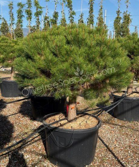 Pinus densiflora 'Alice Verkade' - Ball shape pine