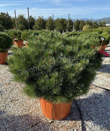 Pinus nigra 'Bambino' - Ball shape pine