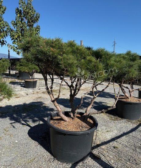Pinus brepo 'Pierrick Bregeon' - Multi-stemmed Ball shape pine