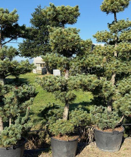 Pinus parviflora 'Tempelhof' Bonsai