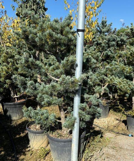 Pinus parviflora pentaphylla 'Glauca' bonsai