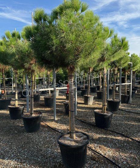 Pinus pinea - Stone pine