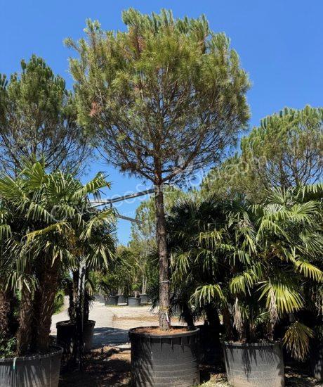 Pinus pinea - Stone pine
