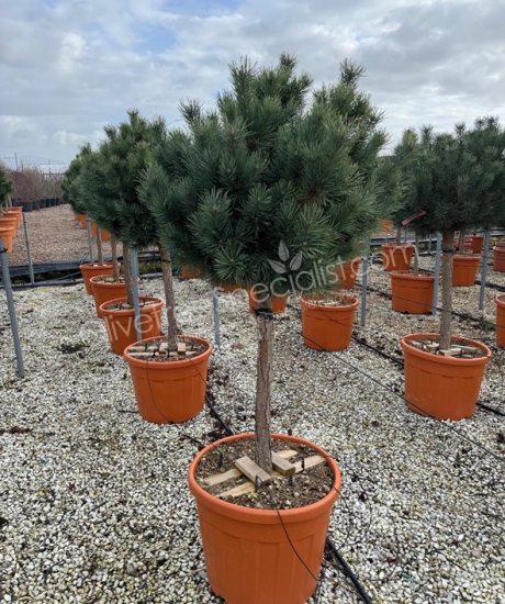 1/2 stem Pinus sylvestris 'Watereri' - Scots pine