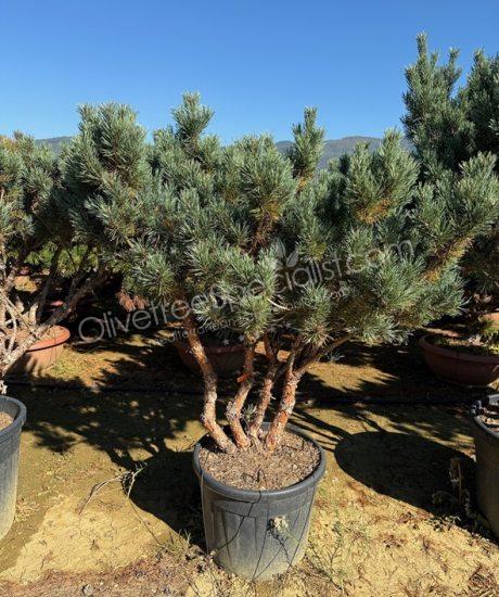 Buy a multi-stemmed Pinus sylvestris 'Watereri' - Scots pine