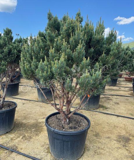 Pinus sylvestris 'Watereri' - Scots pine Multi-stemmed