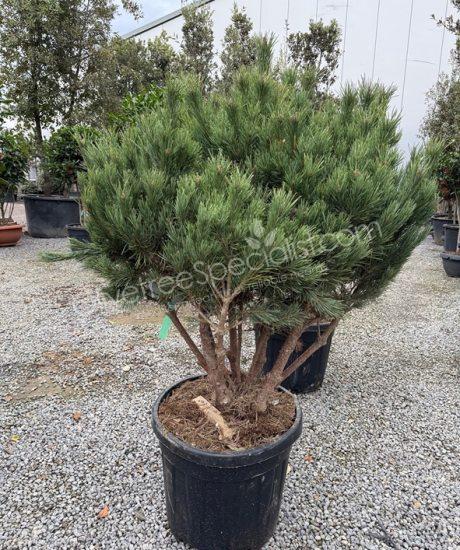 Pinus sylvestris 'Watereri' - Scots pine Multi-stemmed
