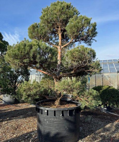 Pinus sylvestris bonsai