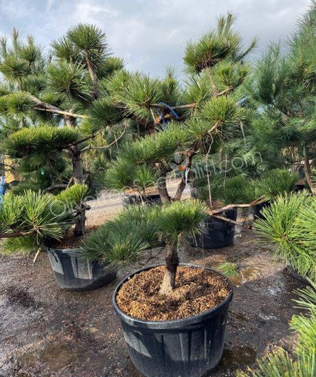 Pinus thunbergii 'Thunderhead' Bonsai