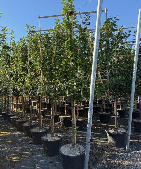 Prunus laurocerasus pleached