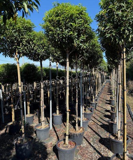 high stem Prunus lusitanica 'Angustifolia' - Portugal laurel