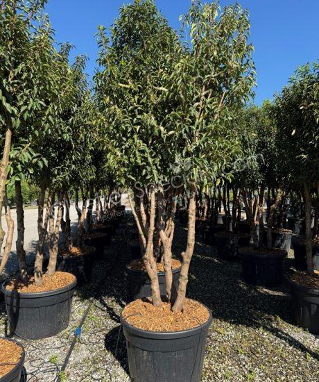 Multi-stemmed Prunus lusitanica 'Angustifolia' - Portugal laurel