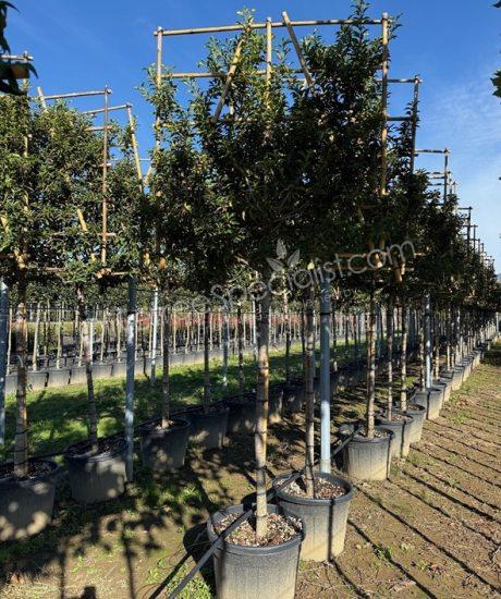 Pleached Prunus lusitanica 'Brenelia' - Portugal laurel