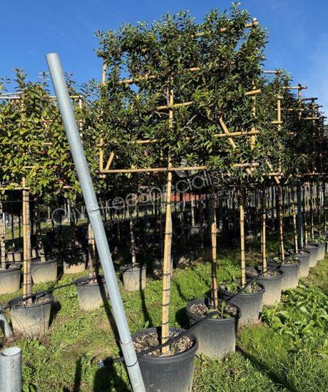 Pleached Prunus lusitanica 'Brenelia' - Portugal laurel