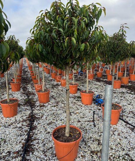 Prunus lusitanica 'Angustifolia' - Portugal laurel