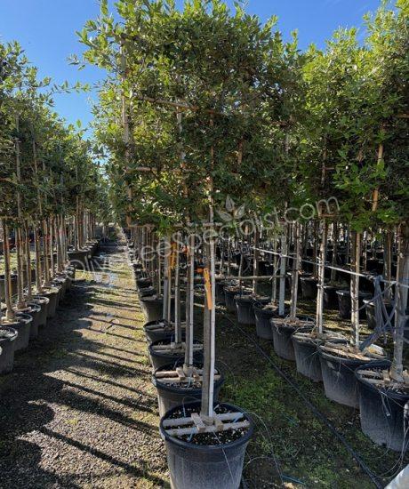 Quercus ilex espalier Holm oak