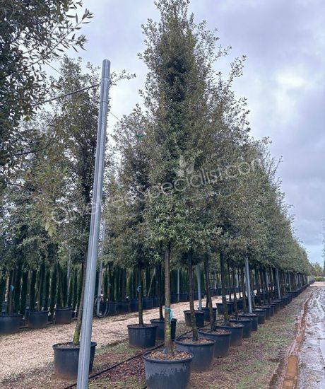 Quercus ilex Holm oak cylinder crown