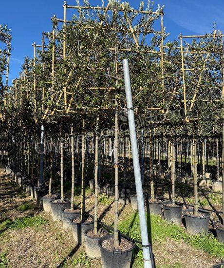 Buy a quercus ilex espalier holm oak