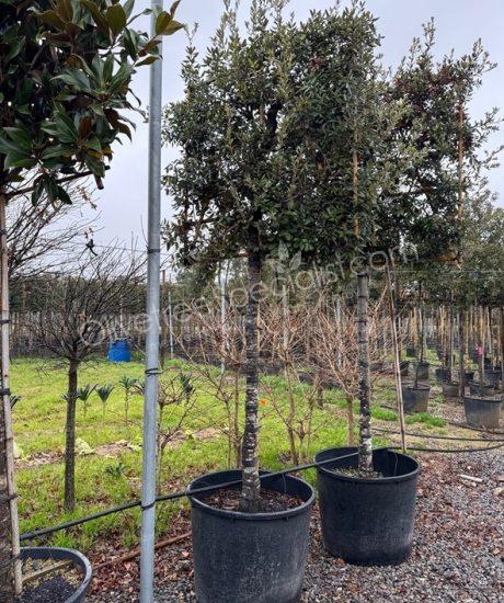 buy a Quercus ilex Pleached Holm oak
