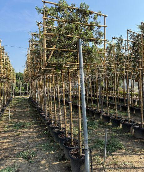 Buy a quercus ilex espalier holm oak