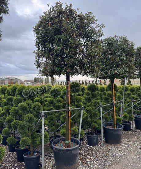 Quercus ilex cube crown Holm oak