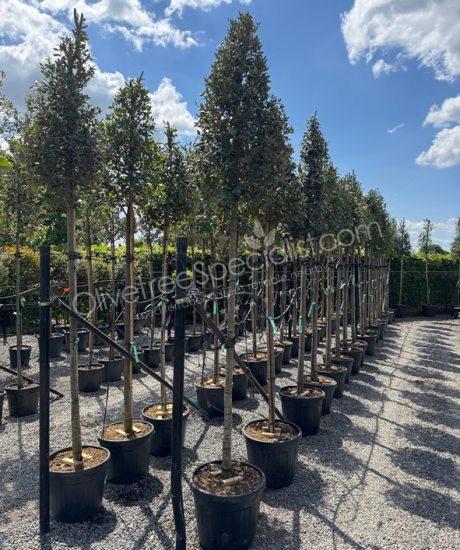 Quercus ilex High standard Holm oak