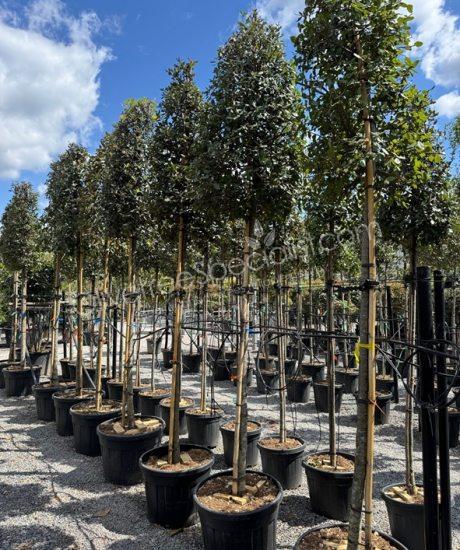 Quercus ilex High standard Holm oak